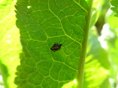 Phyllotreta armoraciae