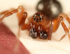 Monocephalus castaneipes