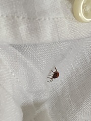 Gibbium aequinoctiale