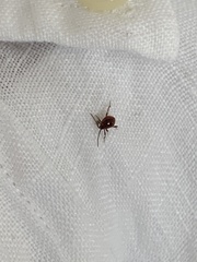 Gibbium aequinoctiale
