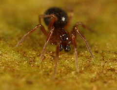 Monocephalus castaneipes