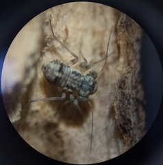 Mesopsocus