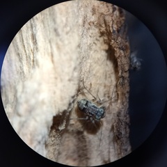 Mesopsocus