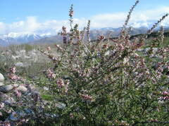 Prunus prostrata concolor