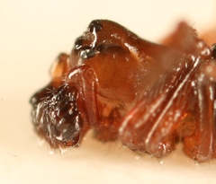 Monocephalus castaneipes