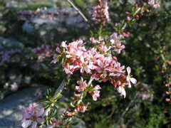 Prunus prostrata concolor