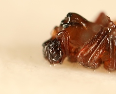 Monocephalus castaneipes