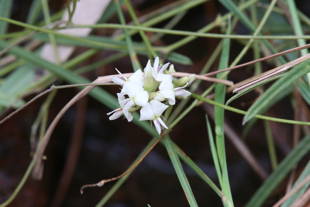 Glycine hirticaulis