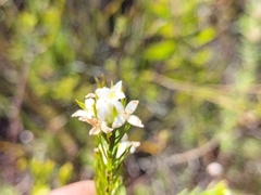 Lachnaea diosmoides