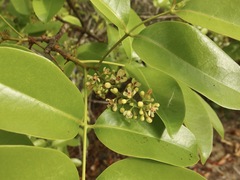 Xylocarpus moluccensis