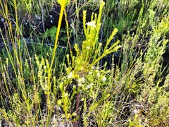 Lachnaea diosmoides