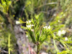 Lachnaea diosmoides