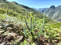 Mimetes pauciflorus