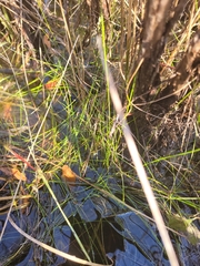 Eleocharis baldwinii