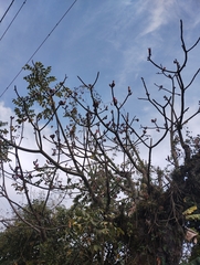 Pseudobombax ellipticum