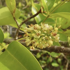 Xylocarpus moluccensis