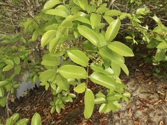 Xylocarpus moluccensis