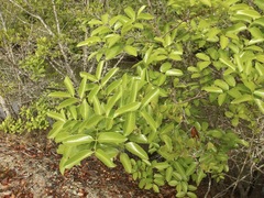 Xylocarpus moluccensis