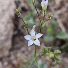 Gilia stellata