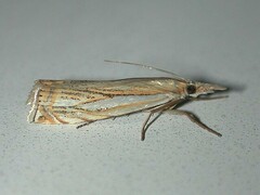 Crambus saltuellus
