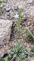 Gilia stellata