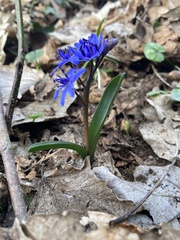 Scilla