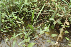 Murdannia keisak