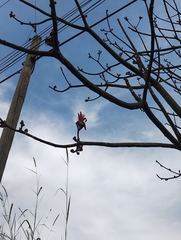 Pseudobombax ellipticum