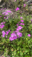 Phlox drummondii