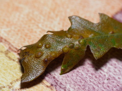 Janetia cerris