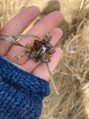 Schoenoplectus americanus