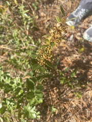 Lyonia fruticosa