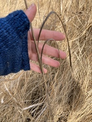 Schoenoplectus americanus