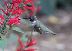 Archilochus alexandri