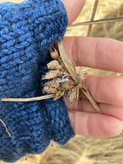 Schoenoplectus americanus