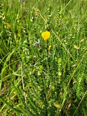 Aspalathus chortophila