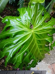 Thaumatophyllum bipinnatifidum