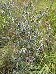 Aspalathus chortophila