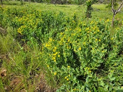 Rafnia elliptica