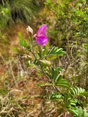 Tephrosia grandiflora