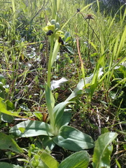 Ophrys