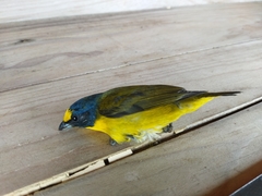 Euphonia