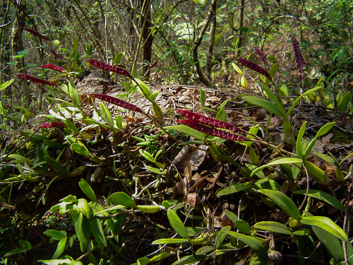 Bulbophyllum scaberulum image