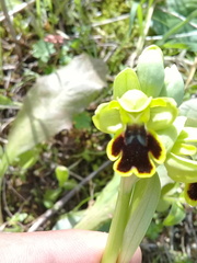 Ophrys