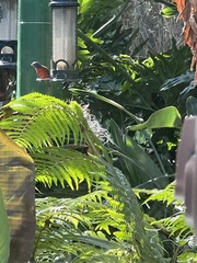 Passerina ciris ciris