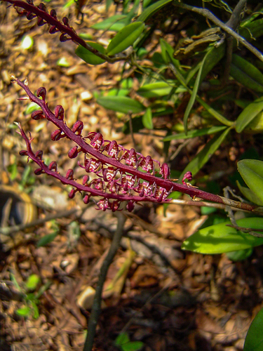 Bulbophyllum scaberulum image