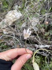 Anemone tuberosa