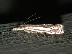 Crambus saltuellus