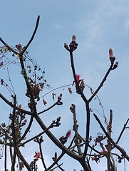 Pseudobombax ellipticum