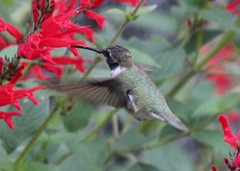 Archilochus alexandri